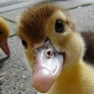 Fluffing a Duck